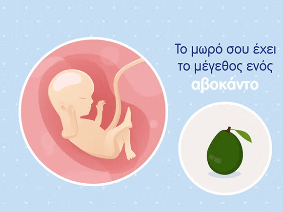 Γραφικό ενός εμβρύου σε μέγεθος αβοκάντο και του ομφάλιου λώρου σε μία στρογγυλή μήτρα. 