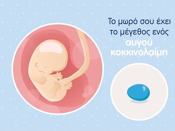 Γραφικό ενός εμβρύου σε μέγεθος αυγού κοκκινολαίμη και του ομφάλιου λώρου σε μία στρογγυλή μήτρα. 