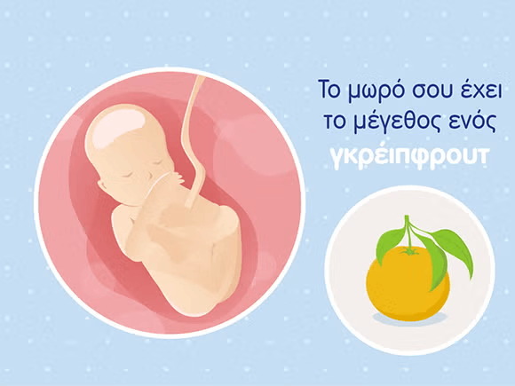 Γραφικό ενός εμβρύου σε μέγεθος γκρέιπφρουτ και του ομφάλιου λώρου σε μία στρογγυλή μήτρα. 