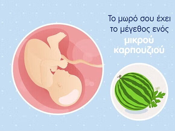 Γραφικό ενός εμβρύου σε μέγεθος καρπουζιού και του ομφάλιου λώρου σε μία στρογγυλή μήτρα. 