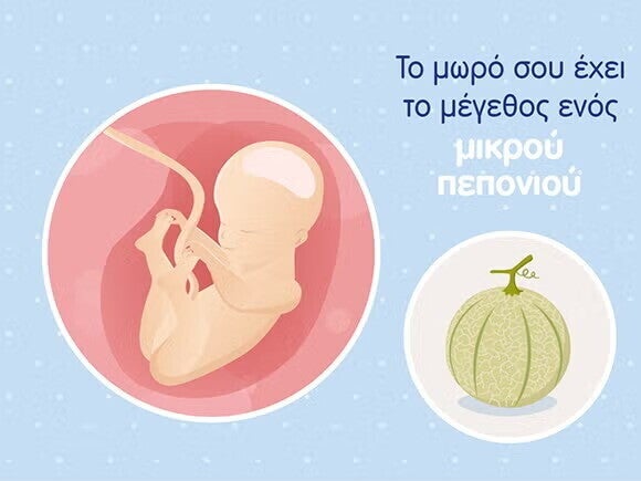 Γραφικό ενός εμβρύου σε μέγεθος μικρού πεπονιού και του ομφάλιου λώρου σε μία στρογγυλή μήτρα. 