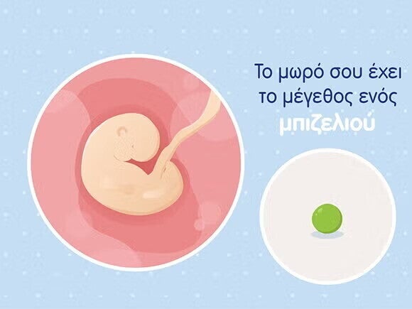 Γραφικό ενός εμβρύου σε μέγεθος μπιζελιού και του ομφάλιου λώρου σε μία στρογγυλή μήτρα. 
