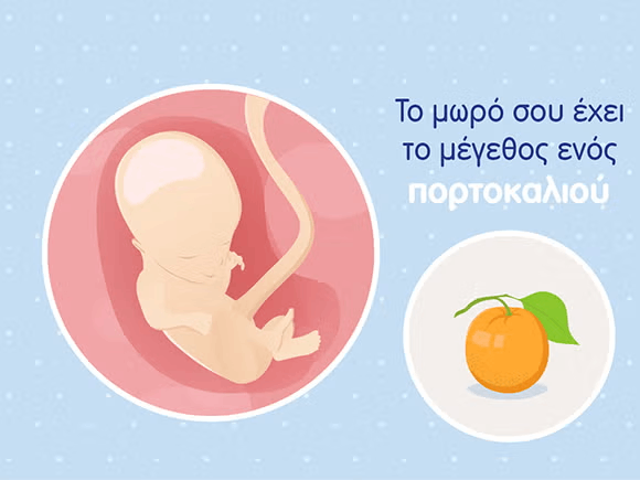 Γραφικό ενός εμβρύου σε μέγεθος πορτοκαλιού και του ομφάλιου λώρου σε μία στρογγυλή μήτρα. 