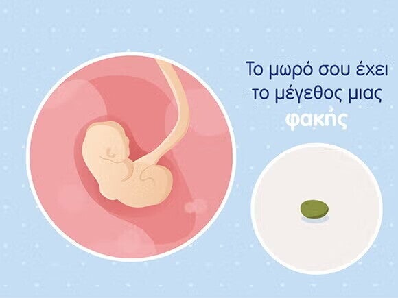 Γραφικό ενός εμβρύου στο μέγεθος φακής και του ομφάλιου λώρου σε μία στρογγυλή μήτρα. 